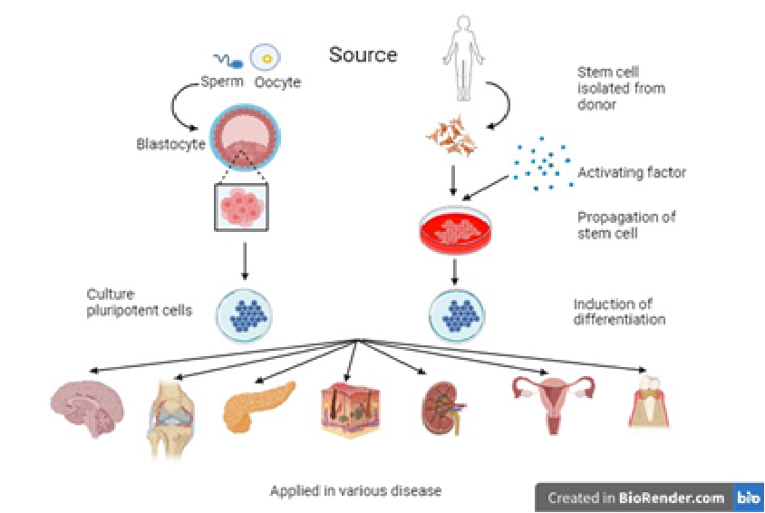 Source of stem cell therapy for regenerative medicine