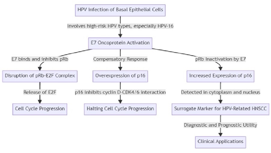 Overexpression of p16 Protein in Infected Cells